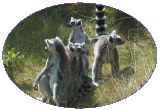 Ring-Tailed Lemurs at Fota